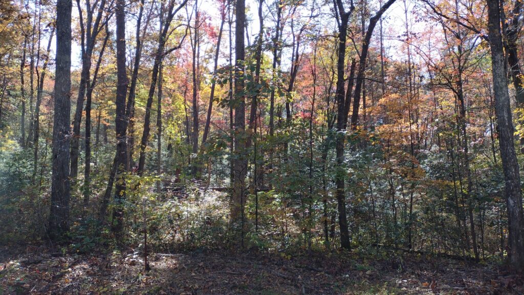 Scenery along Siever Road